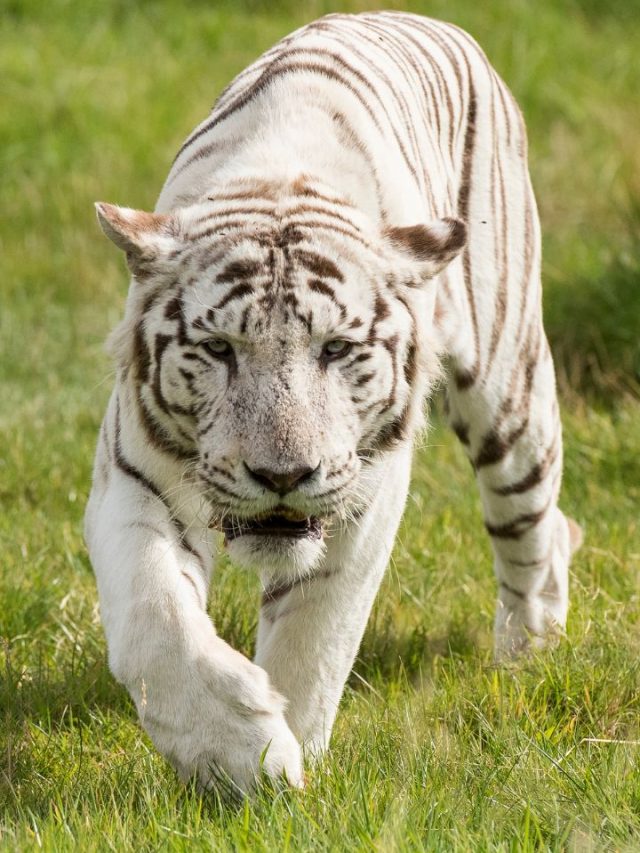 What Does A White Tiger Dream Mean