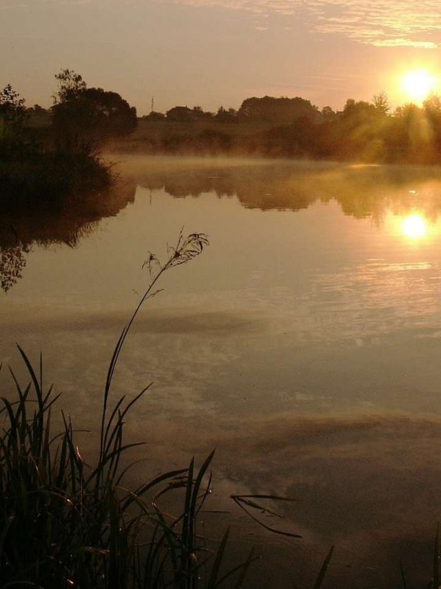 What Does It Mean to Dream About Ponds?