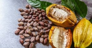 A Dream About Cocoa Fruit - Does It Imply a Life of Abundance and Luxury?