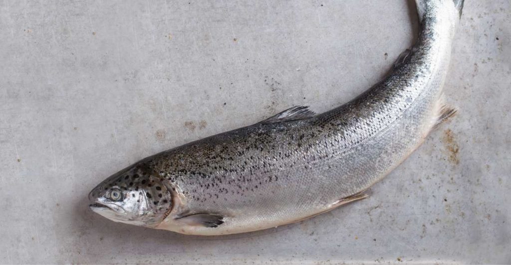 A Dream Of Salmon - Does It Indicate Potential Conflicts with Your