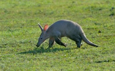 Aardvark Dream Meaning - Does It Encourage Resilience in the Face of Adversity?