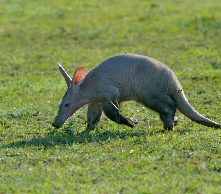 Aardvark Dream Meaning 37 Types And Their Meanings