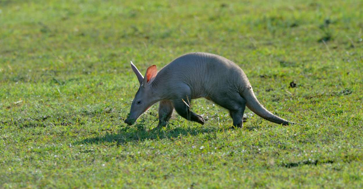 Aardvark Dream Meaning - Does It Encourage Resilience in the Face of Adversity?