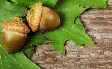 Acorn Dream Meaning - Does It Attempt to Draw Your Attention to Untapped Potential?