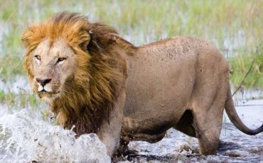 Being Chased by A Lion in A Dream – Do You Experience a Boost of Energy and Emotional Rejuvenation?