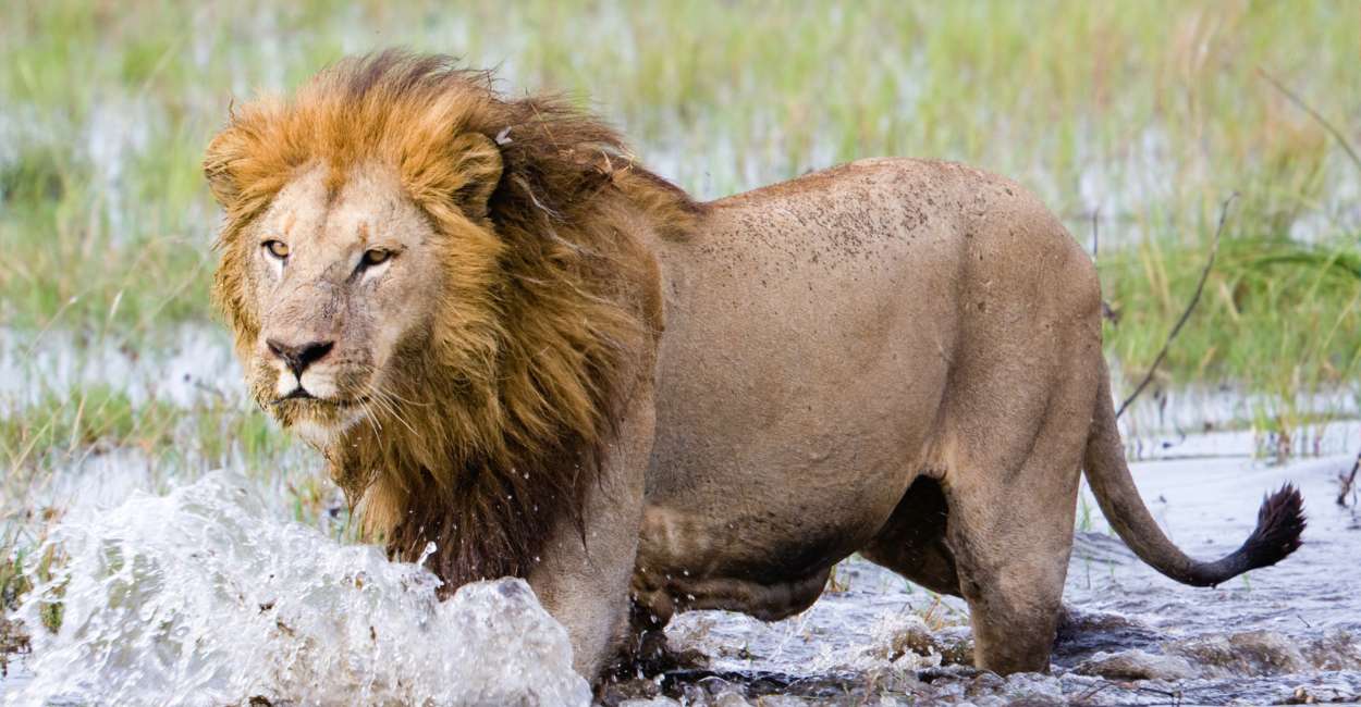 Being Chased by A Lion in A Dream – Do You Experience a Boost of Energy and Emotional Rejuvenation?