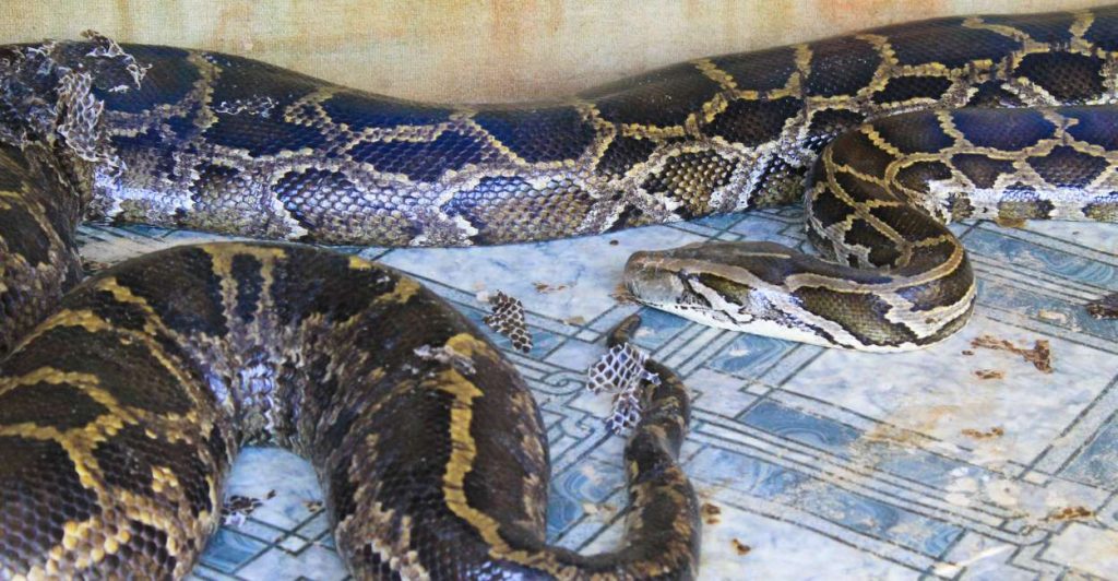 Big Snake in Dream Clear Communication Is The Need Of The Hour