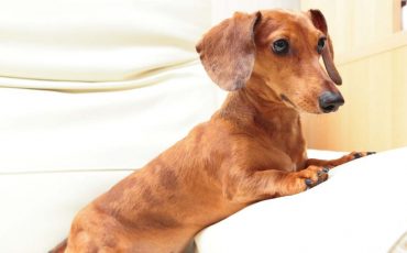 Dachshund Dream Meaning - Do Not Hold on to False Hopes
