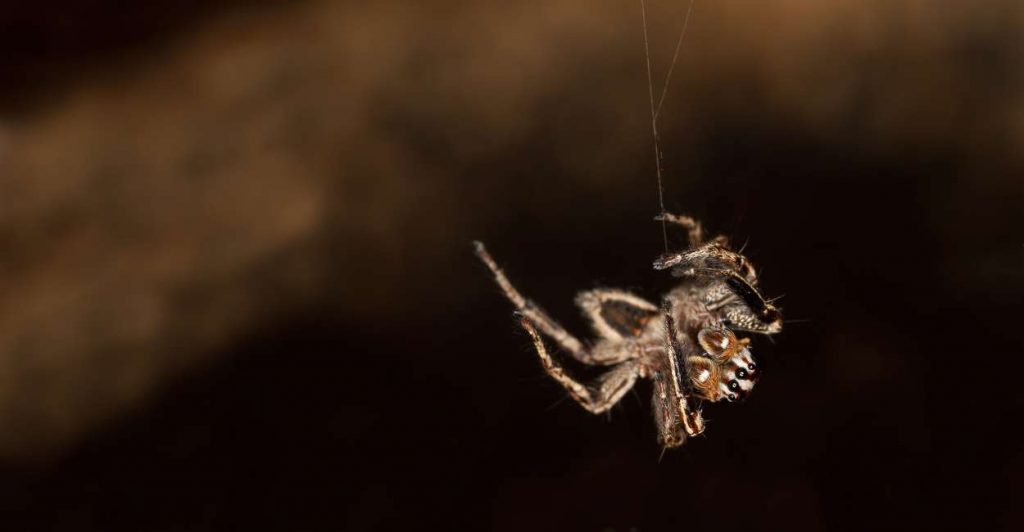 Do Spiders Dream? A Research States They Do | ThePleasantDream