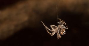 Do Spiders Dream? A Research States They Do
