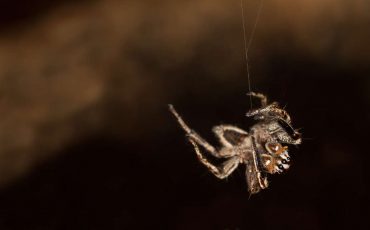 Do Spiders Dream? A Research States They Do