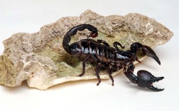 Dream about Black Scorpion – Does It Indicate That You Have Acquired an Adversary?