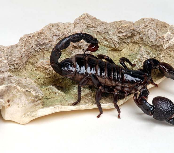 Dream about Black Scorpion – 30 Types & Their Interpretations