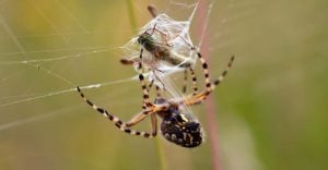 Dream about Killing Spiders – 25 Types & Their Interpretations