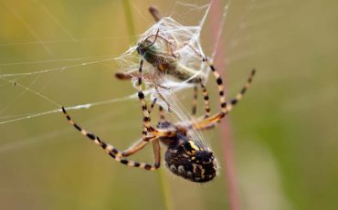 Dream about Killing Spiders – Does It Suggest That You Will Triumph Over Challenges?