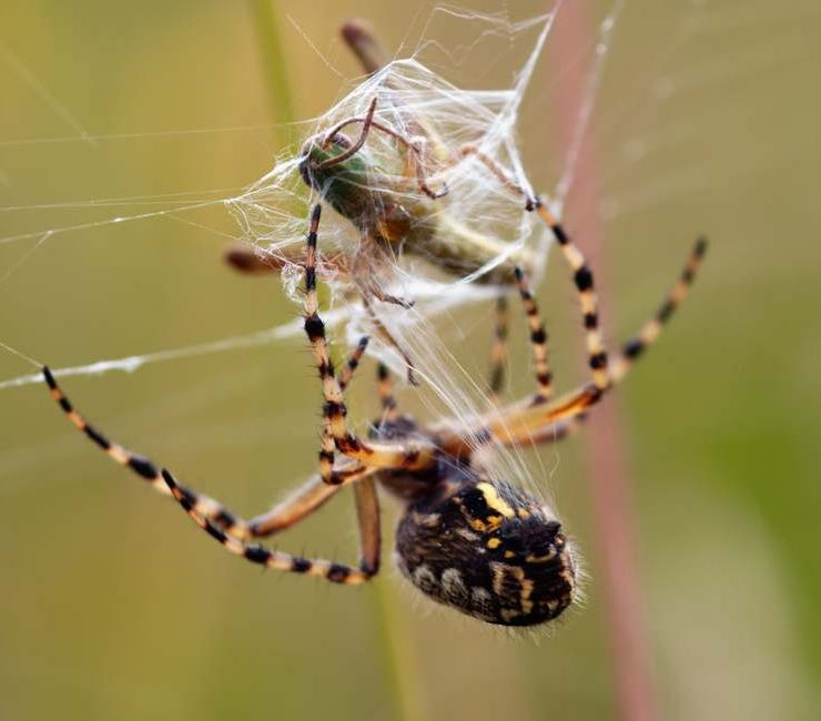 Dream about Killing Spiders – 25 Types & Their Interpretations