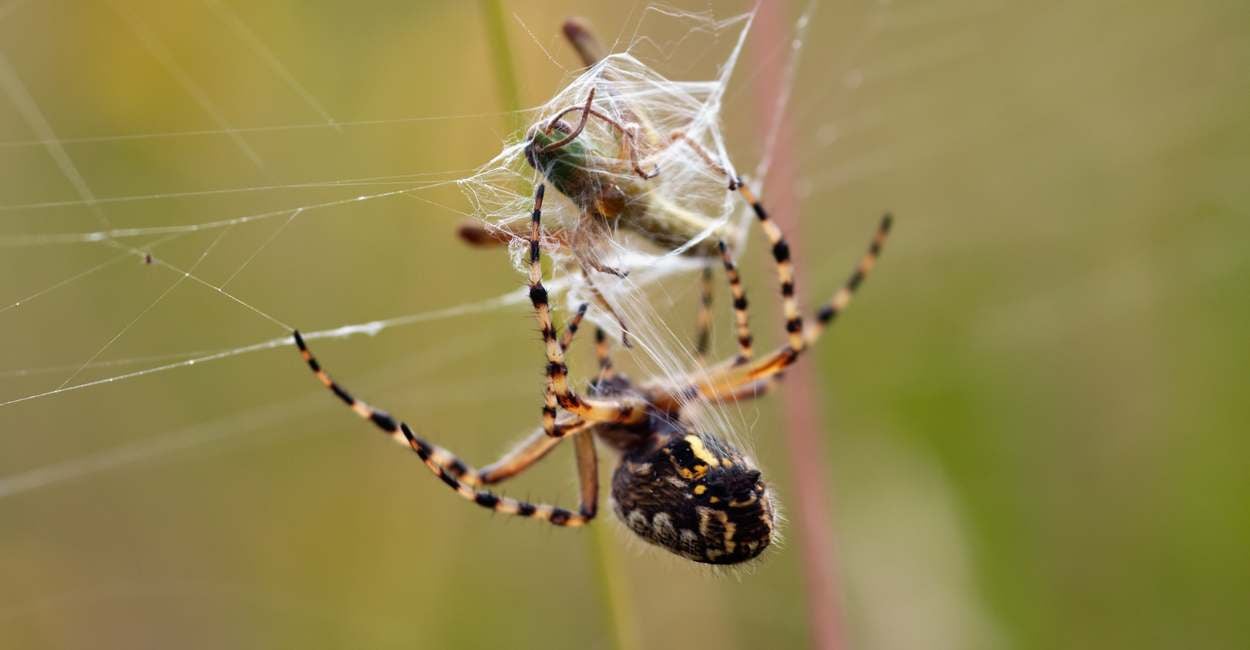 Dream about Killing Spiders – Does It Suggest That You Will Triumph Over Challenges?
