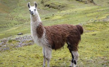 Dream about Llama - Does It Signify Hope and Faith?