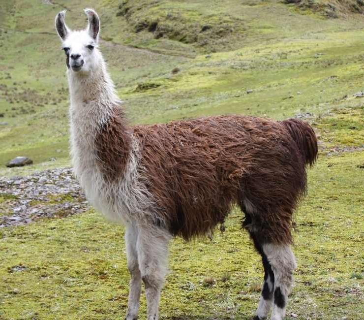 Dream about Llama - 60 Scenarios and Meanings