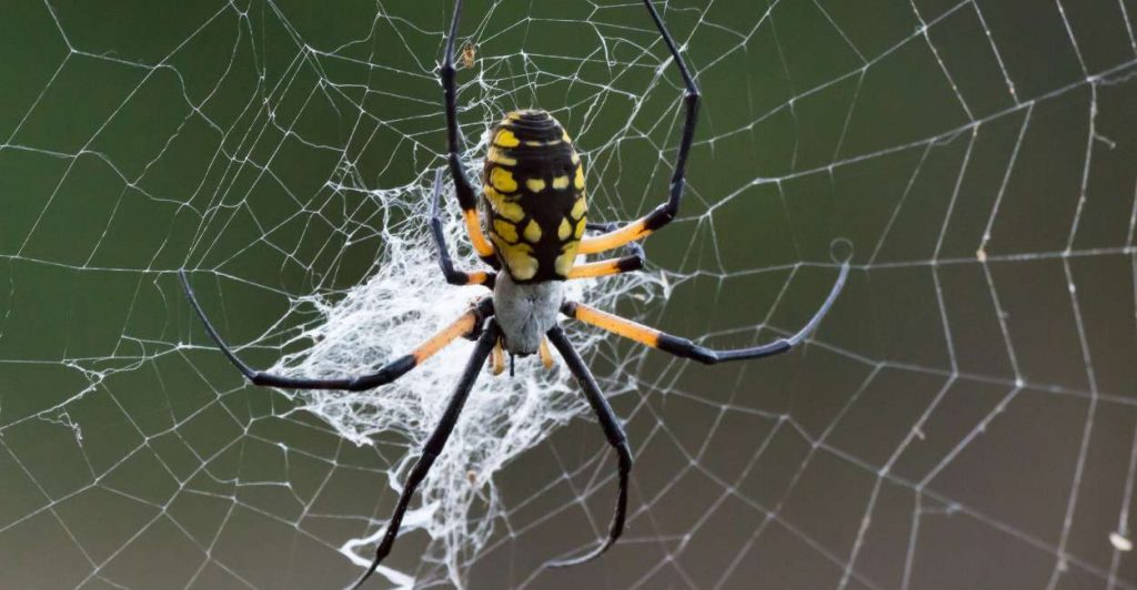 what does it mean when you dream of killing spiders