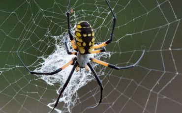 Dream about Spiders Attacking You – Perilous Times Ahead