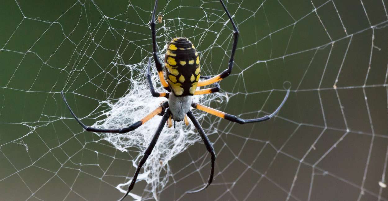 Dream about Spiders Attacking You – Perilous Times Ahead