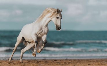 Dream of A White Horse Meaning – Feeling Confident and Encouraged to Pursue Your Goals?