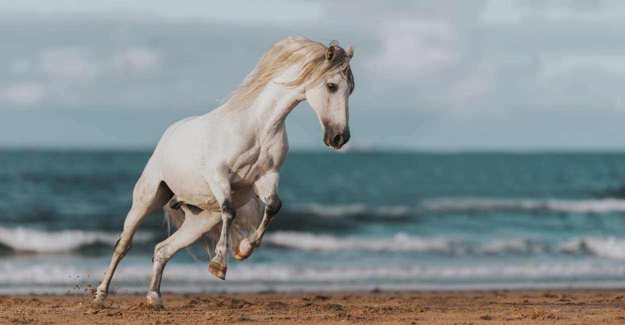 Dream Of A White Horse Meaning Feeling Confident And Encouraged To 