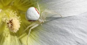 Dream of A White Spider – Peace Will Enter Your Life