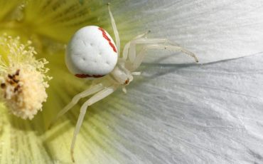 Dream of A White Spider – Peace Will Enter Your Life