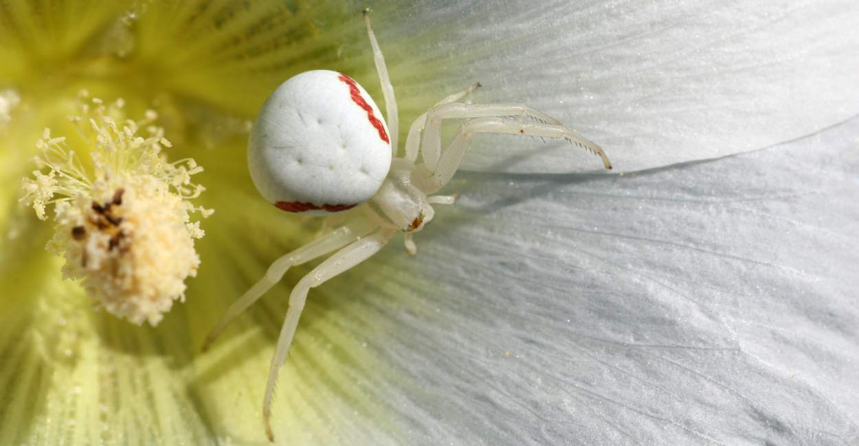 Dream of A White Spider – Plots with Interpretations