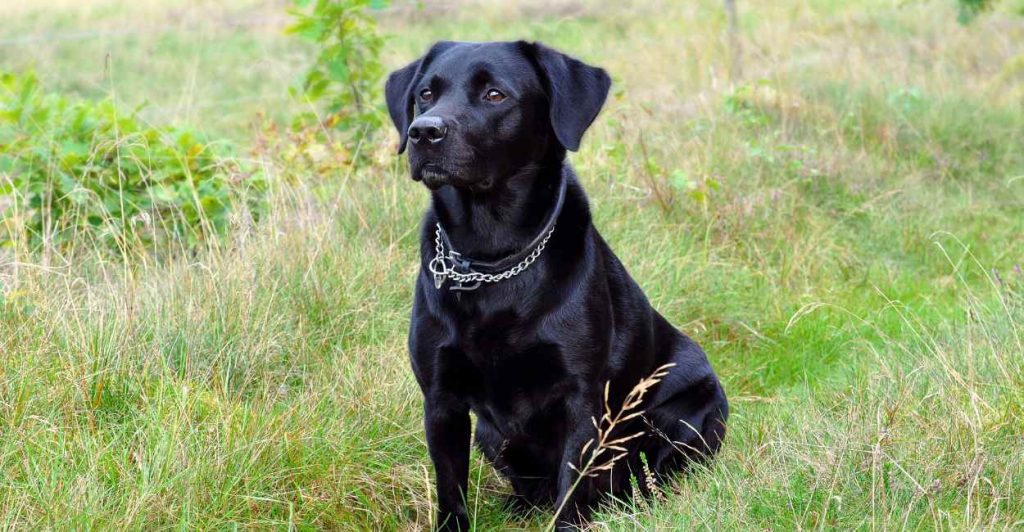 dream-of-black-dog-your-family-s-happiness-is-your-priority