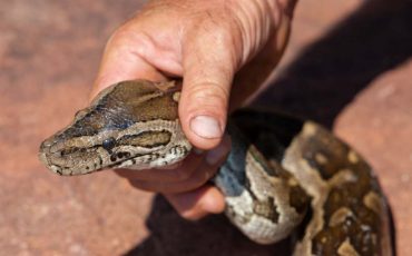 Dream of Catching A Snake with Bare Hands - Does This Imply That You Are Conquering Your Fears?