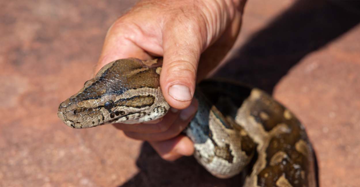 Dream of Catching A Snake with Bare Hands - 20 Types and Interpretations