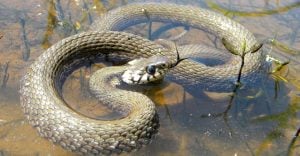 Dream of Snakes in Water – 25 Types & Their Interpretations