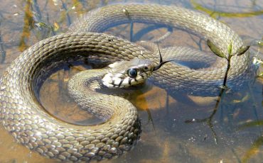 Dream of Snakes in Water – An Emotionally Turbulent Time Awaits!