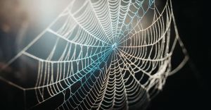 Dream of Spider Web – 35 Types & their Interpretations
