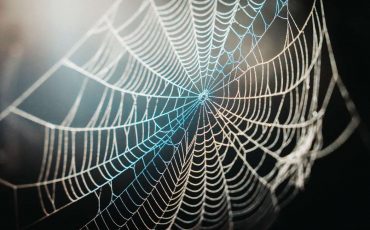 Dream of Spider Web – Do You Feel Confined or Trapped?