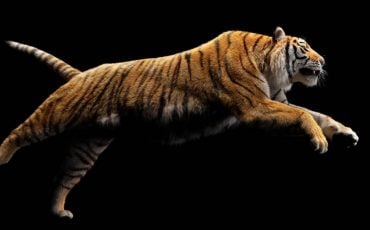 Dream of Tiger Attacking – You Need to Face Your Fears