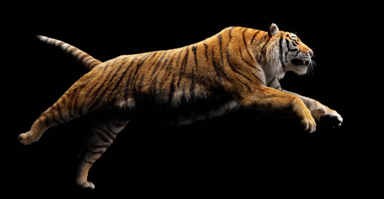 Dream of Tiger Attacking – 20 Scenarios & Their Meanings