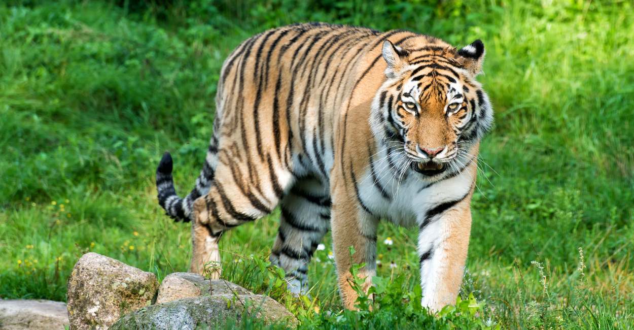 Dream of Tiger Chasing Me – You Need to Take Care of Your Health