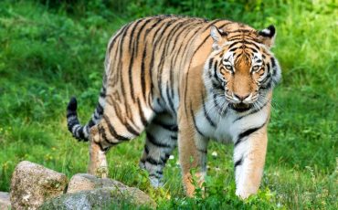 Dream of Tiger Chasing Me – You Need to Take Care of Your Health