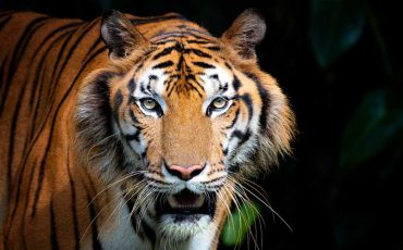 Dream of Tiger in House – Beware of the Dangers Ahead