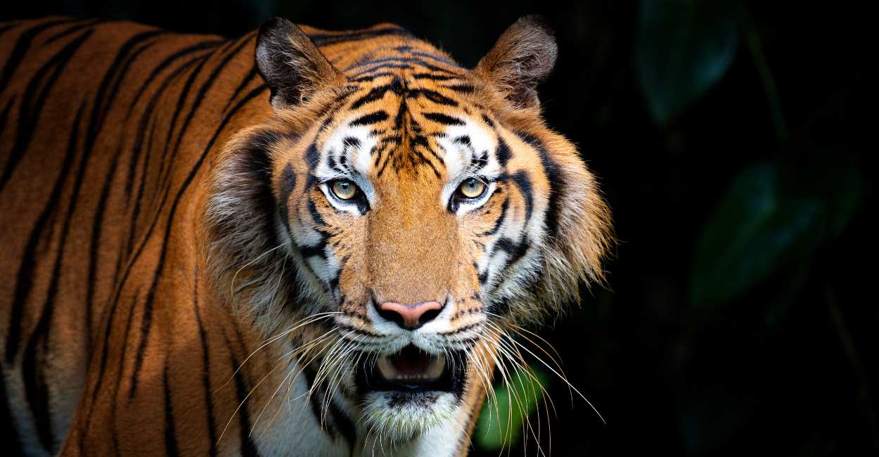 Dream of Tiger in House – 20 Types & Their Meanings