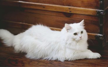 Dream of White Cat – Does It Imply That Your Life Will Undergo a Significant Transformation?