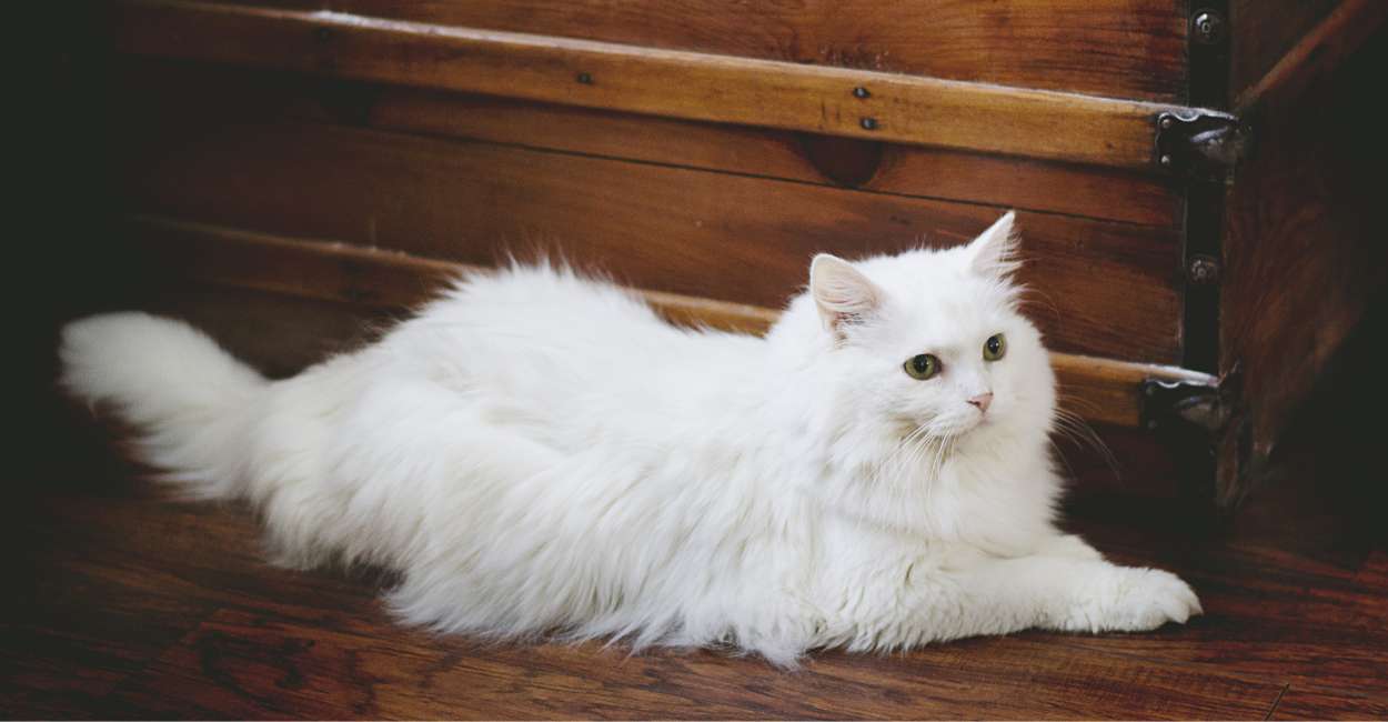 Dream of White Cat – 40 Types & their Interpretations