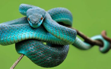 Dream of A Blue Snake – Get Ready To Experience Transformation