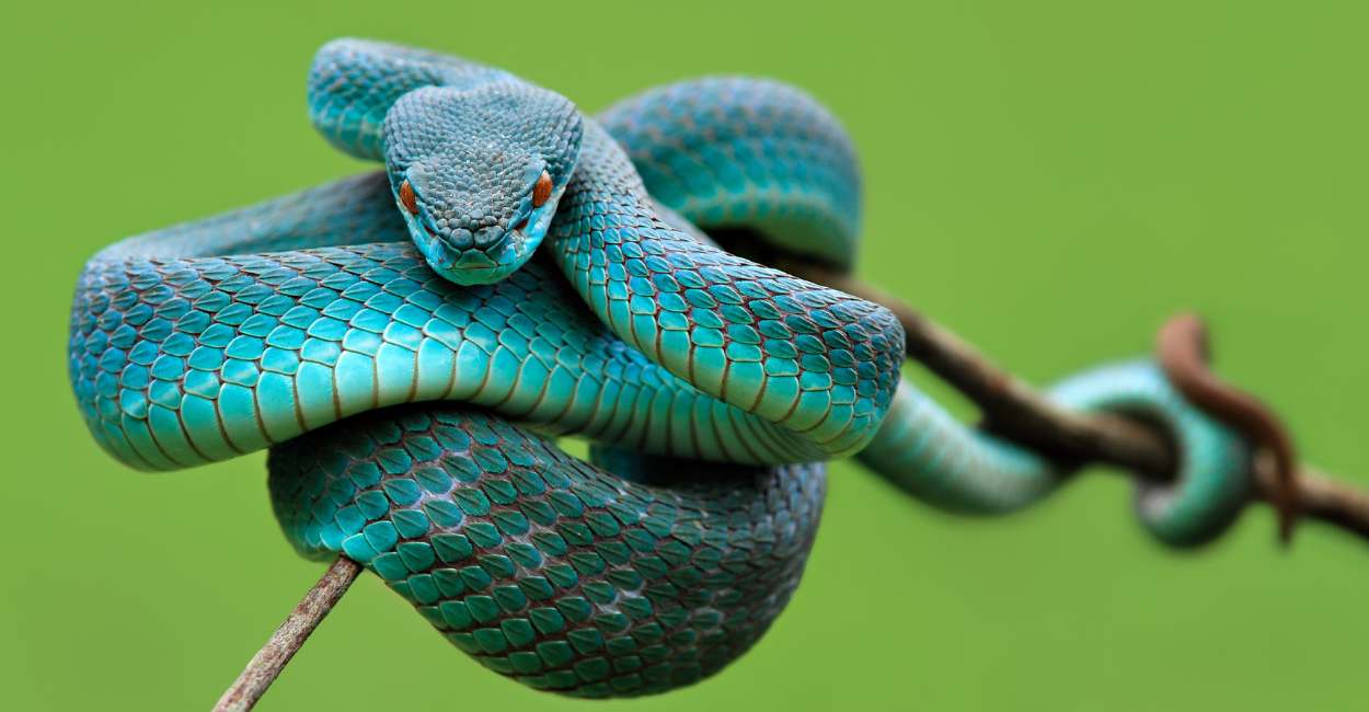 Dream of a Blue Snake – 35 Types & Their Interpretations