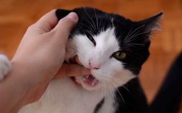 Dream of a Cat Biting Me – You Need To Let Go Repressed Emotions