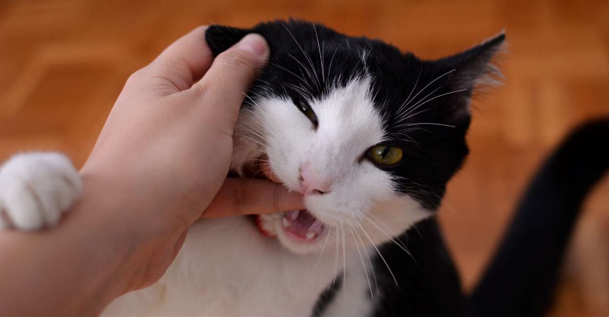 Dream of a Cat Biting Me – You Need To Let Go Repressed Emotions